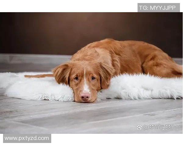 养狗的足球明星们如何在绿茵场上与爱犬共度快乐时光 养狗的足球明星们如何在绿茵场上与爱犬共度快乐时光